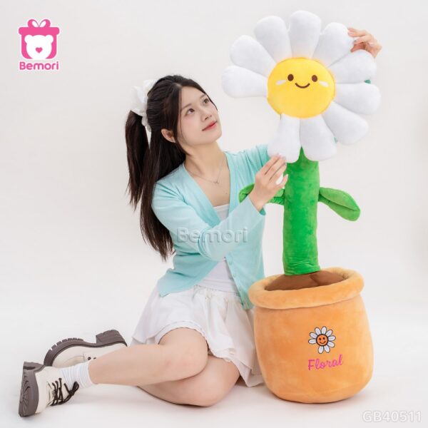 chau-hoa-daisy